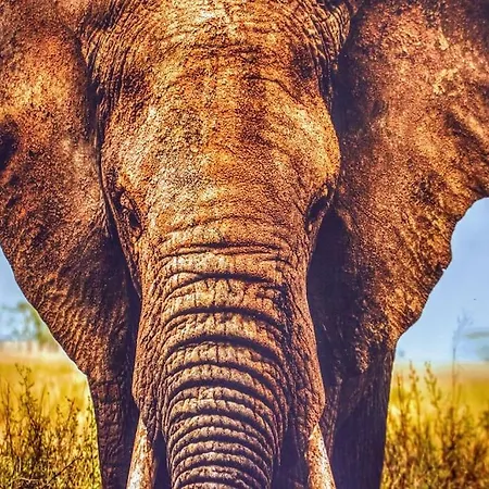 La Perla Del Elefante By Homestaygrancanaria